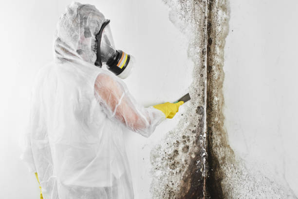 Best Residential Mold Remediation in Golden Valley, MN