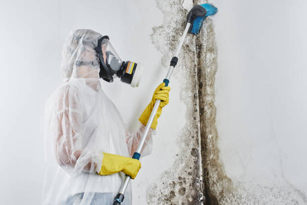 Best Emergency Mold Remediation in Golden Valley, MN