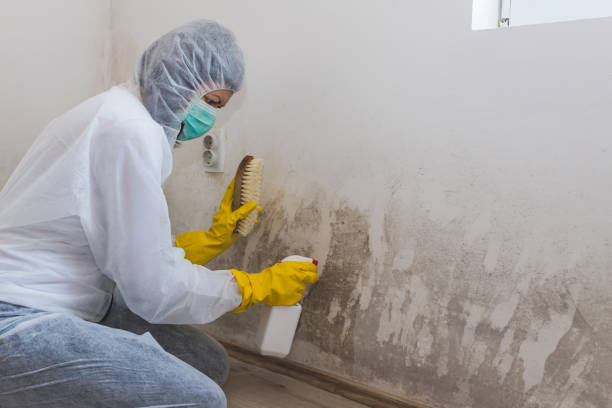 Best Post-Flood Mold Remediation in Golden Valley, MN