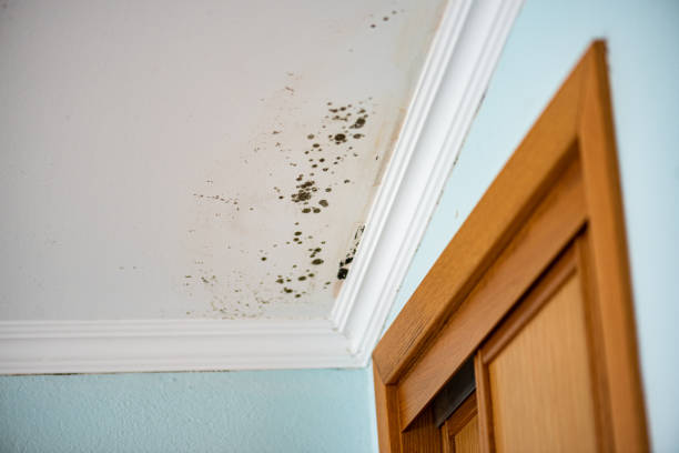 Best Residential Mold Remediation in Golden Valley, MN