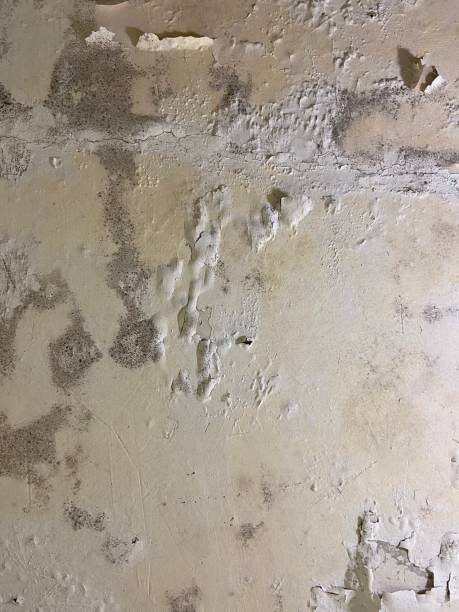 Best Preventive Mold Services in Golden Valley, MN