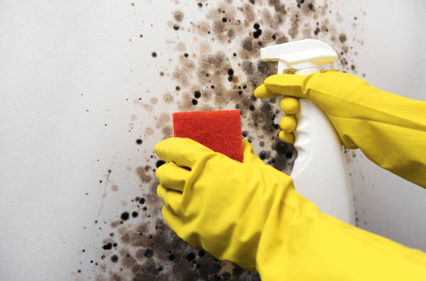 Best DIY Mold Remediation Support Services in Golden Valley, MN