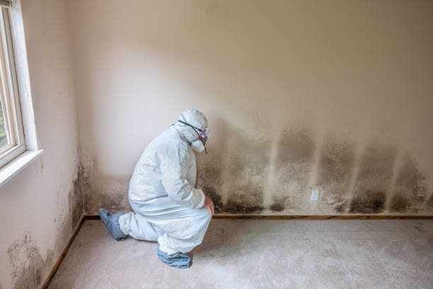 Best Basement Mold Remediation in Golden Valley, MN