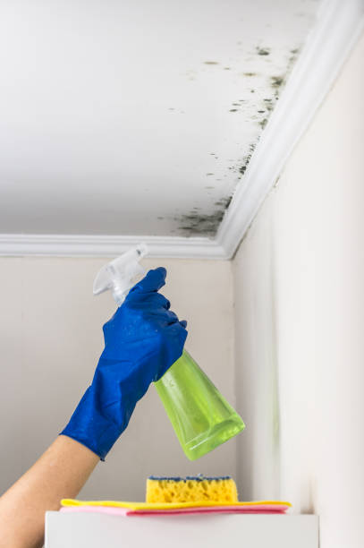 Best Black Mold Remediation in Golden Valley, MN