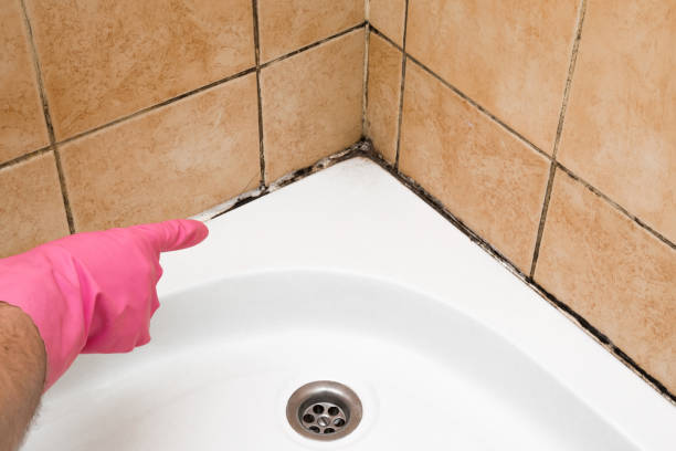 Best Localized Mold Remediation (e.g., coastal areas, humid climates) in Golden Valley, MN