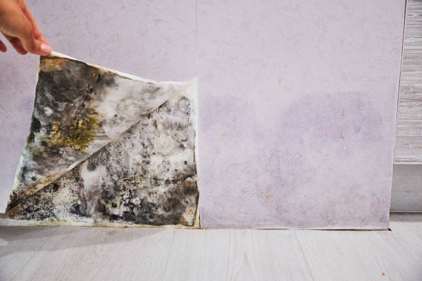 Professional Mold Remediation in Golden Valley, MN